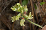 Bearded milkvetch